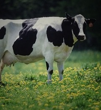 National Dairy Plan