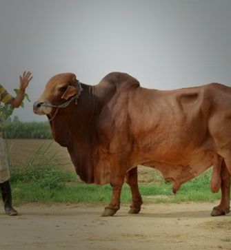 Bovine Breeding and Dairy Development (NPBBDD)