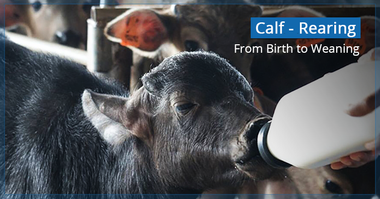Calf Rearing in India with Tips on Products Information Guide & Advice