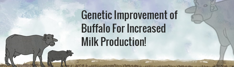 An initiative to Increase High Yield Buffalos in Punjab!