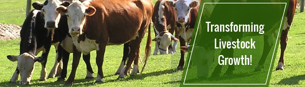 Fodder Development Programme: Boosting Productivity from Livestock Sector