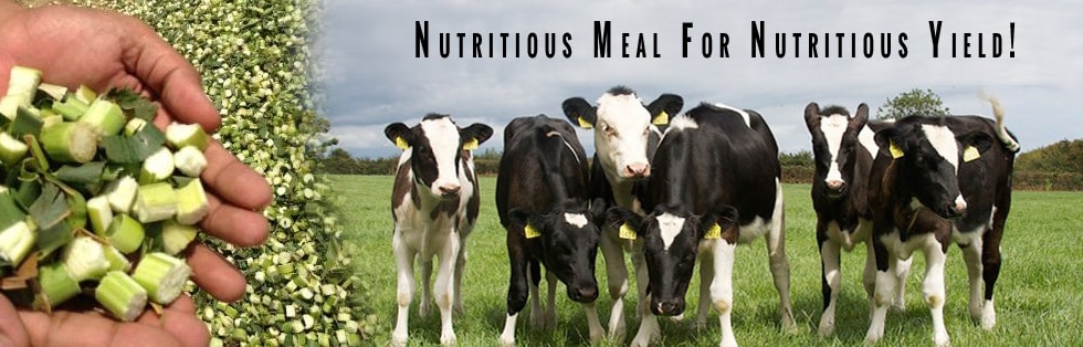 Silage Making: Nutritious Meal for Nutritious Yield!